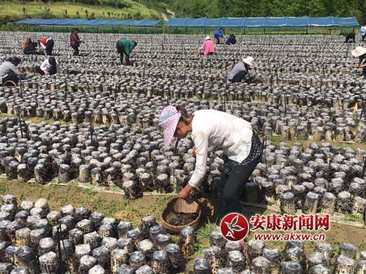 漢陽(yáng)鎮(zhèn)筆架村扶貧木耳喜豐收