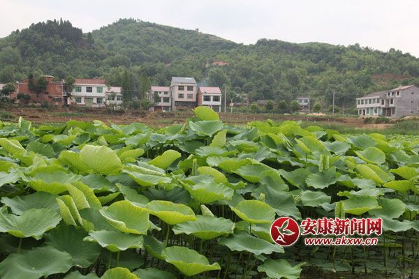 漢陰雙乳鎮(zhèn)傾力打造美麗鄉(xiāng)村