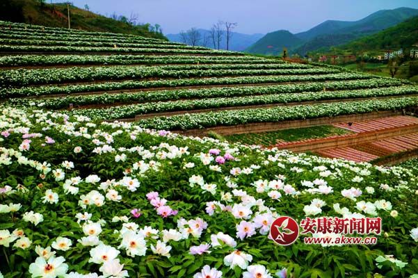 陳榮斌 攝（4.01）.jpg