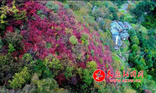 李亞-白河紅葉 3.jpg