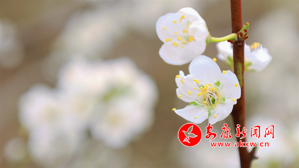 繁花似雪迎客來(lái)