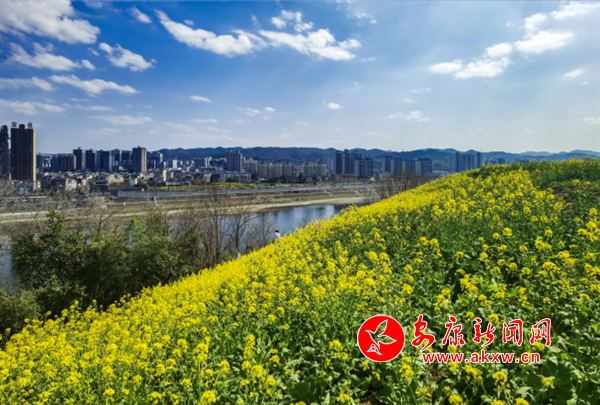 油菜花海映藍(lán)天