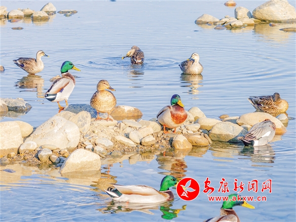 水鳥迎春暖