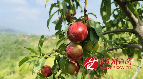 初夏時節(jié) 瓜果飄香