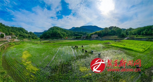 青青秧苗繪“大地指紋”