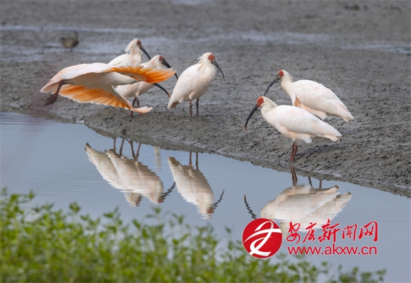鏡頭里的“生態(tài)精靈”與美麗鄉(xiāng)村