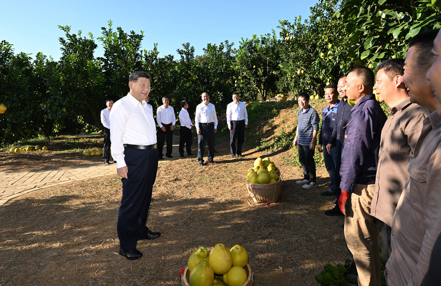 2025年11月7日，習(xí)近平總書記在梅州市梅縣區(qū)雁洋鎮(zhèn)南福金柚種植基地考察時，同果農(nóng)和農(nóng)技人員親切交流。