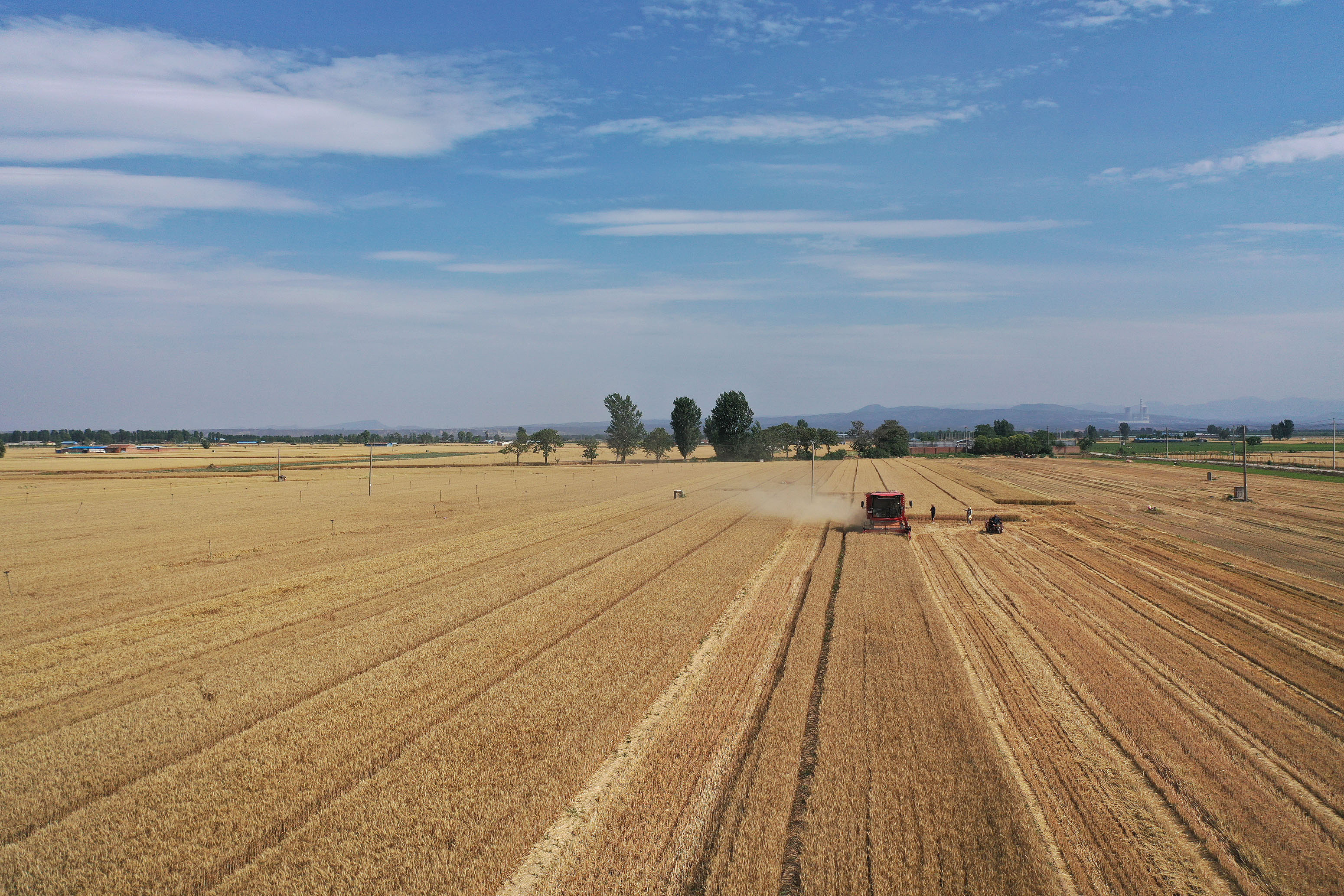 2025年6月3日，河南焦作，溫縣黃河街道灘王莊村農(nóng)民駕駛收割機(jī)收獲小麥。