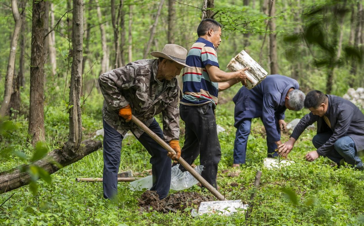 2025年4月16日，江西新余，仙女湖區(qū)河下鎮(zhèn)花園村林場，人們正在搬運、栽植靈芝菌棒。